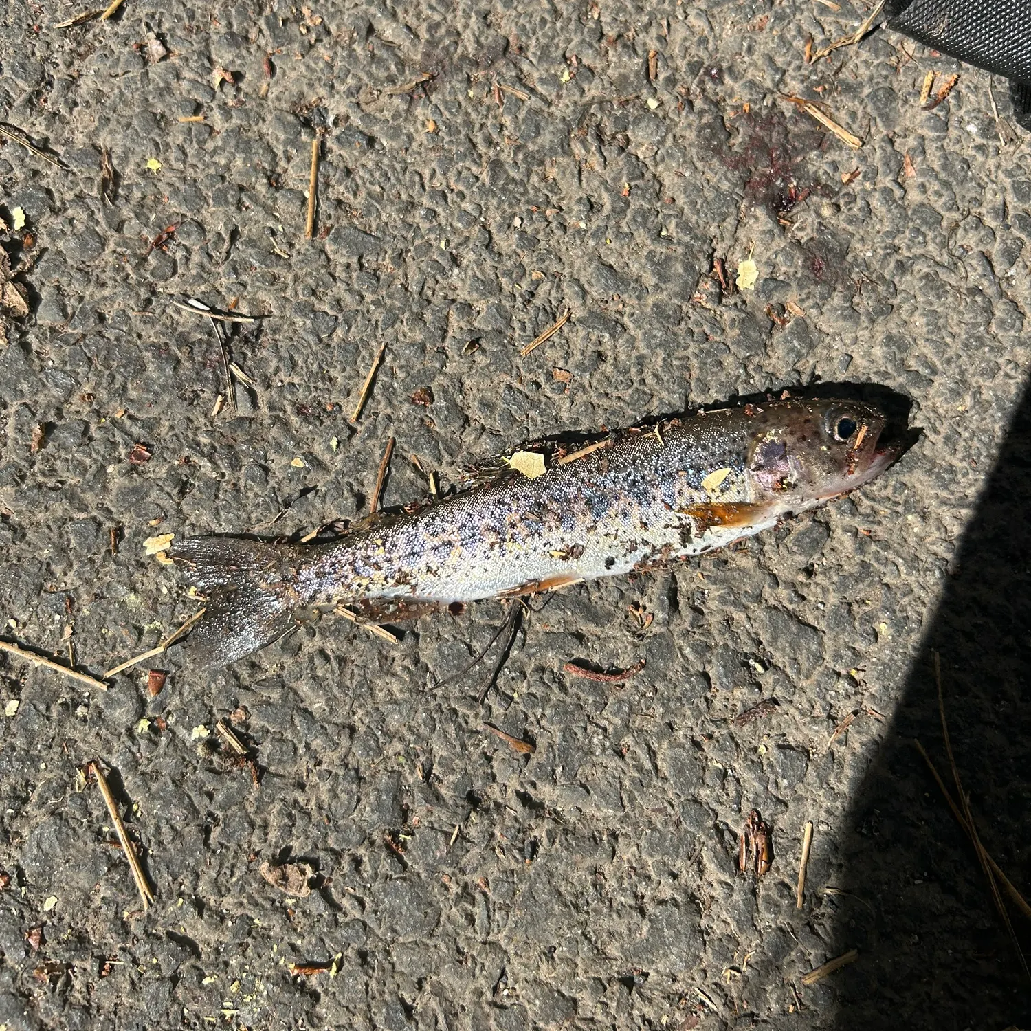The most recent Westslope cutthroat trout catches on Fishbrain
