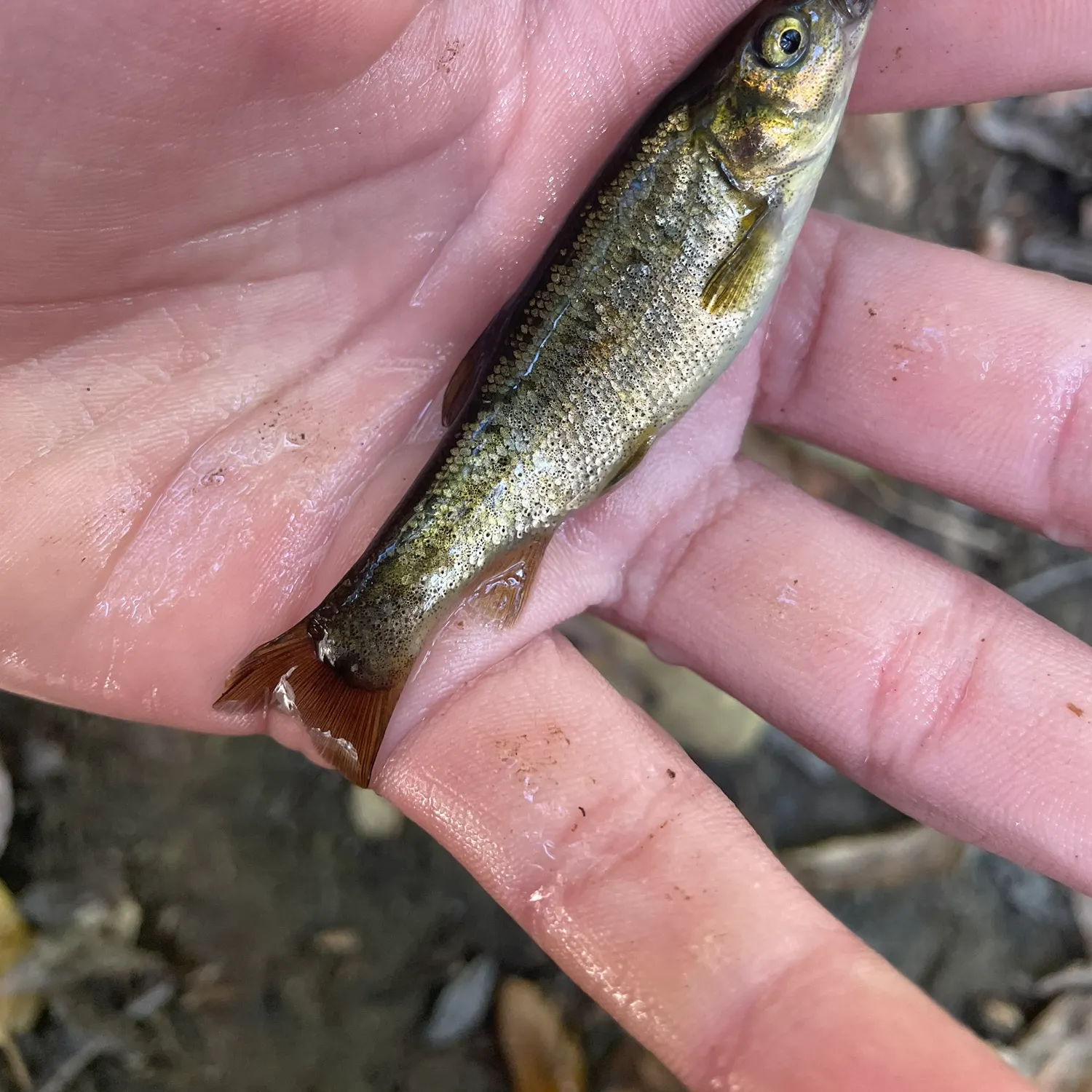 The most recent Arroyo chub catches on Fishbrain