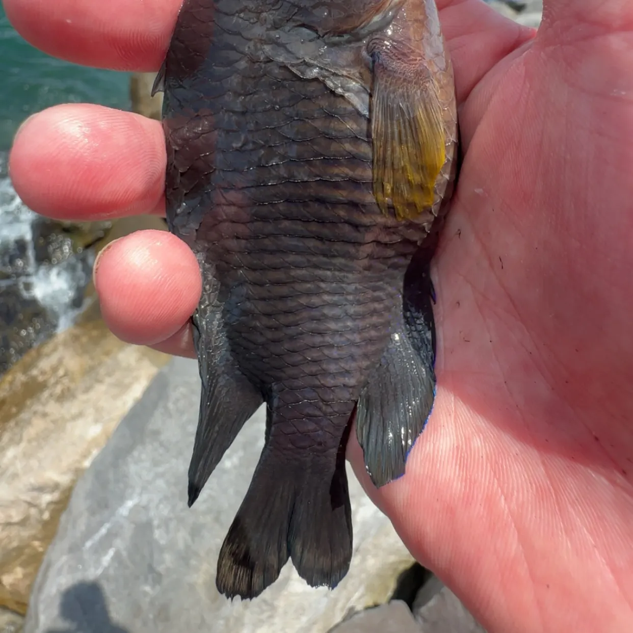 The most recent Cocoa damselfish catches on Fishbrain