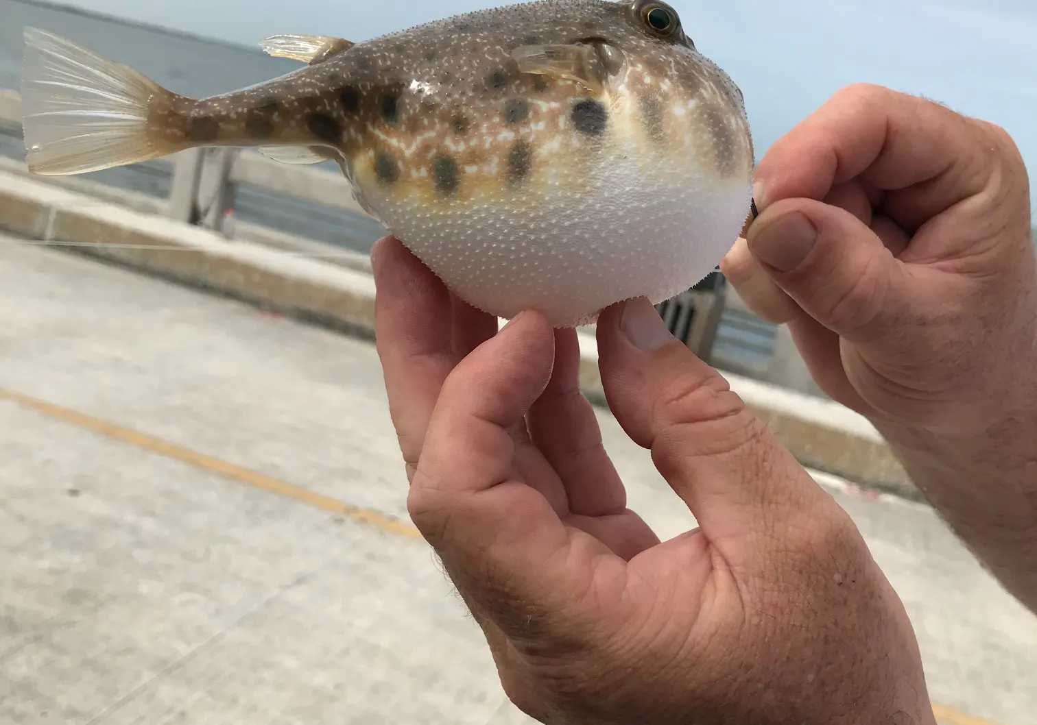 Southern puffer