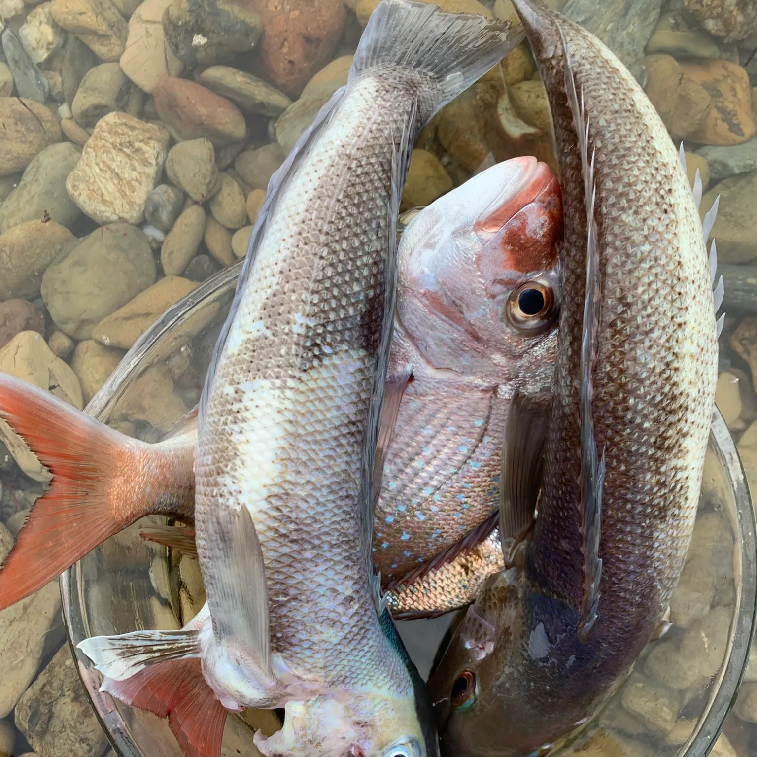 The most recent Blue cod catches on Fishbrain