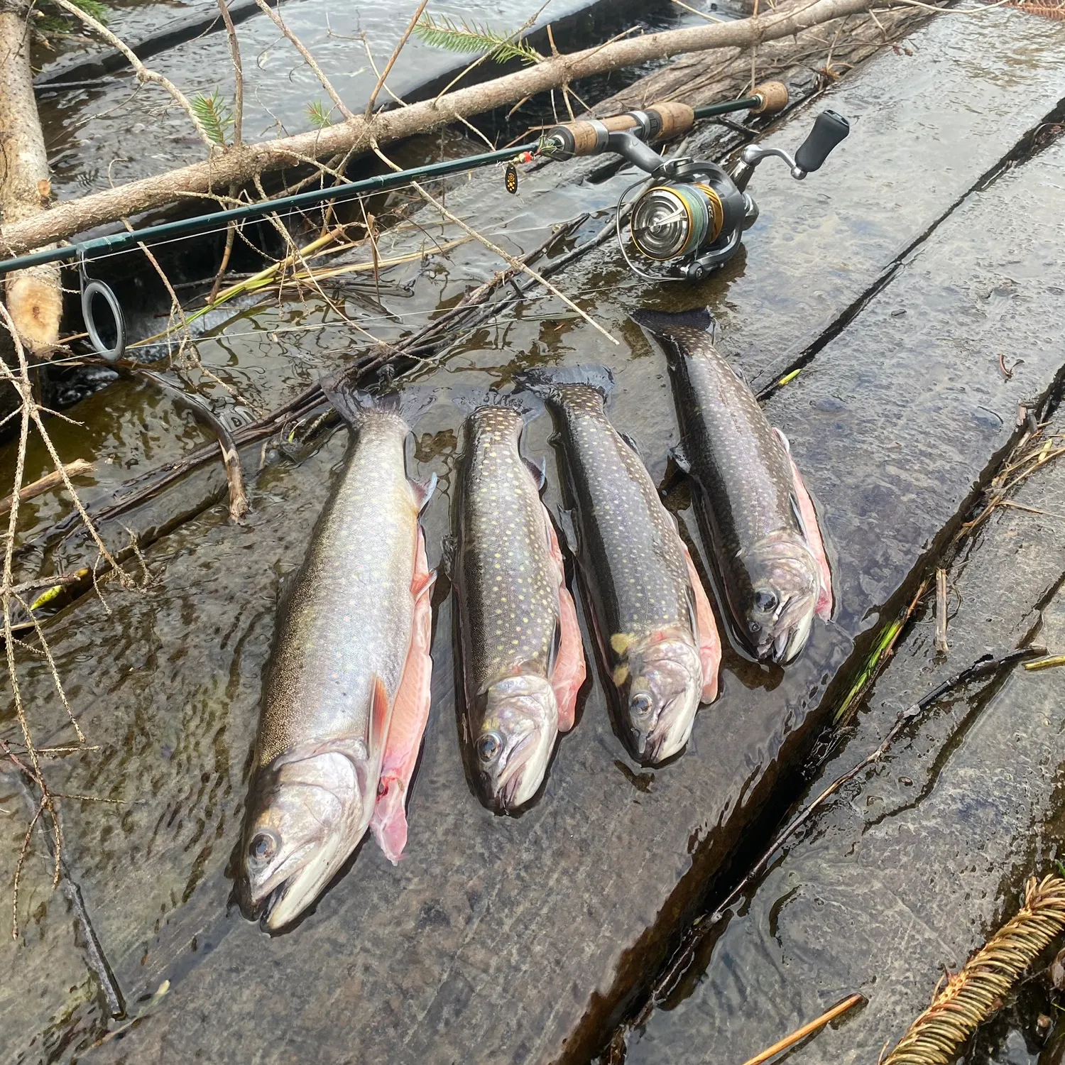 recently logged catches