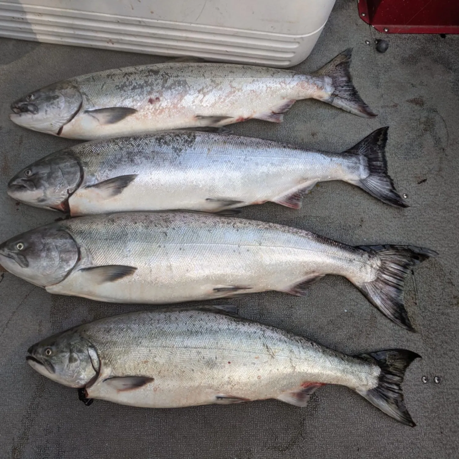 recently logged catches