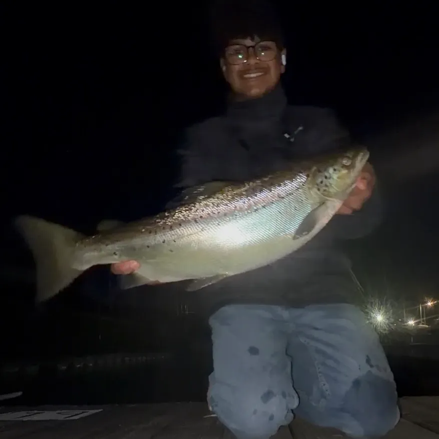 Landlocked atlantic salmon caught on Fishbrain