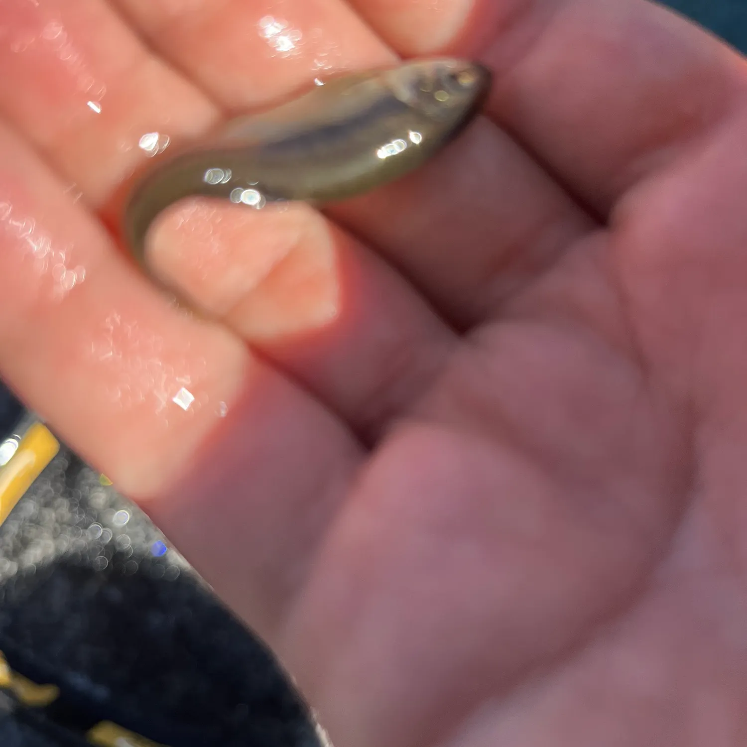 The most popular recent Fathead minnow catch on Fishbrain