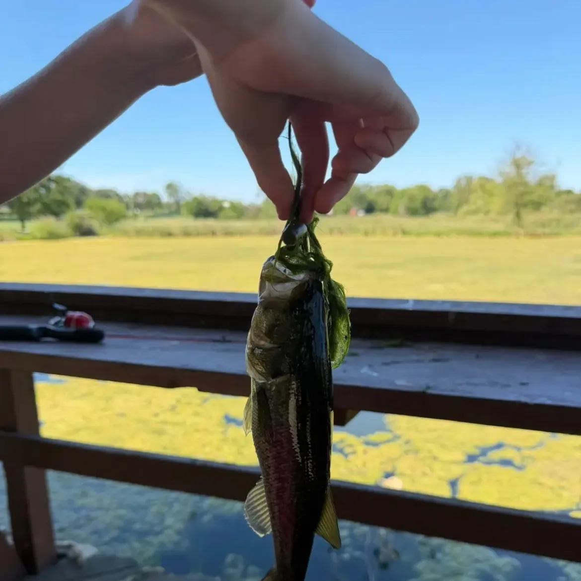 Smallmouth bass caught on Fishbrain
