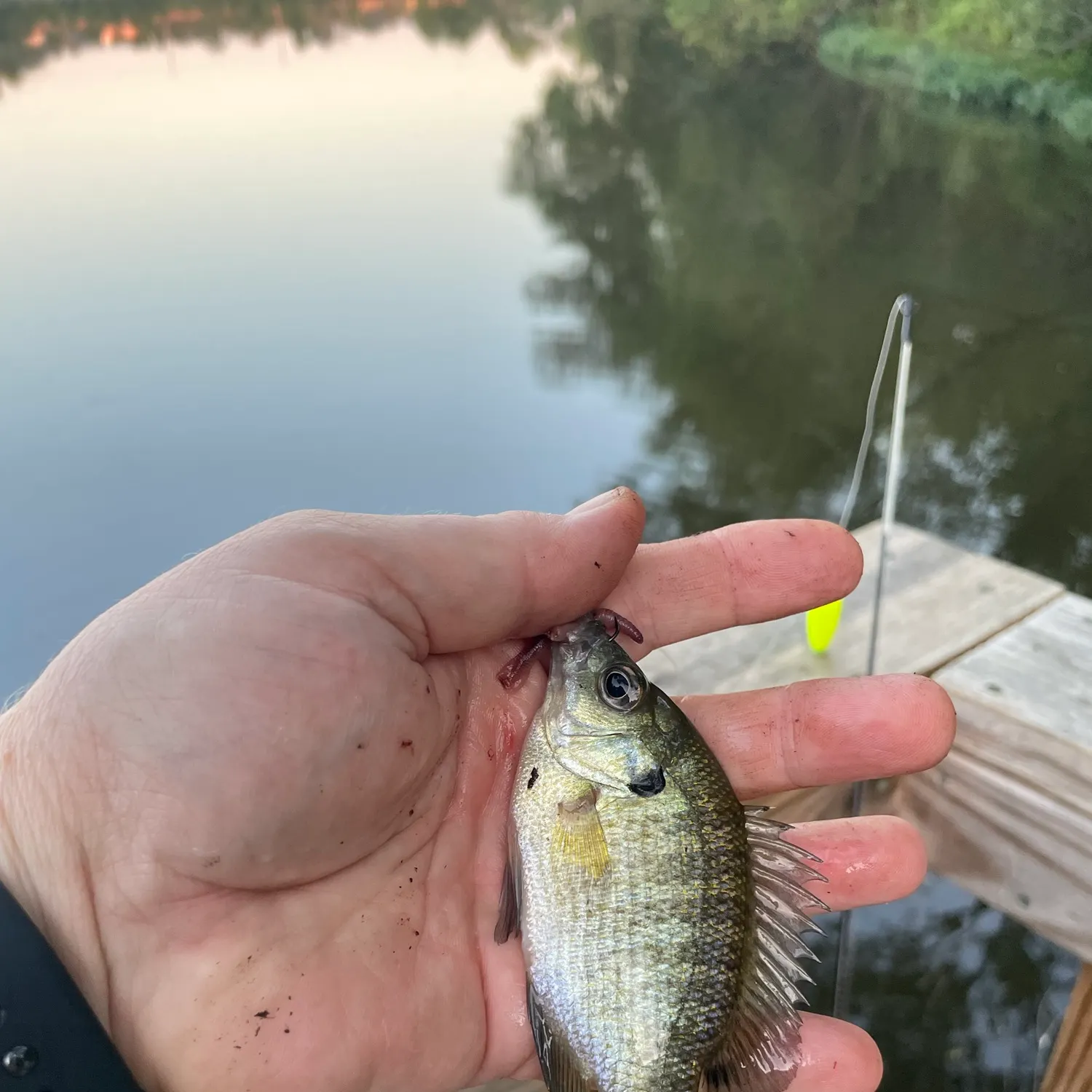 Bluegill caught on Fishbrain