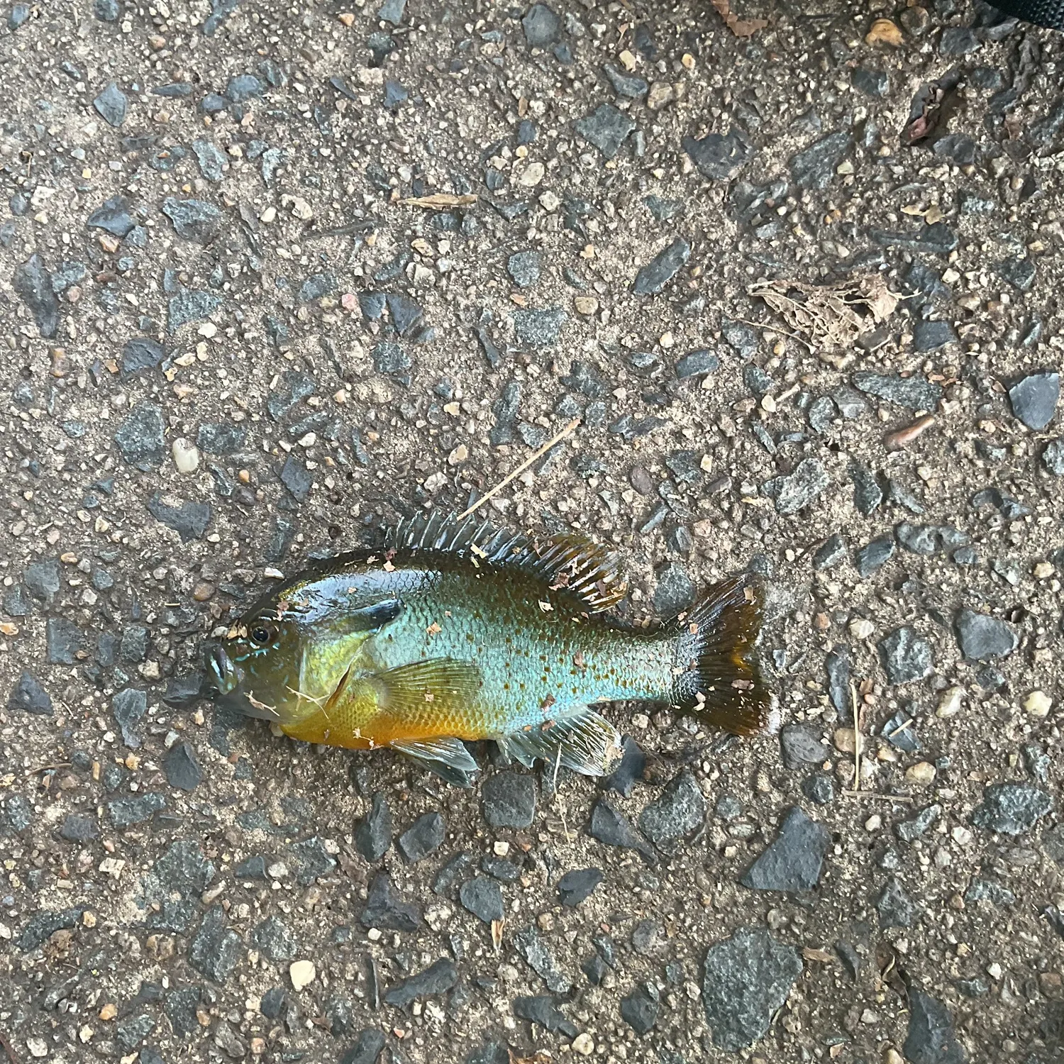 Redbreast sunfish caught on Fishbrain