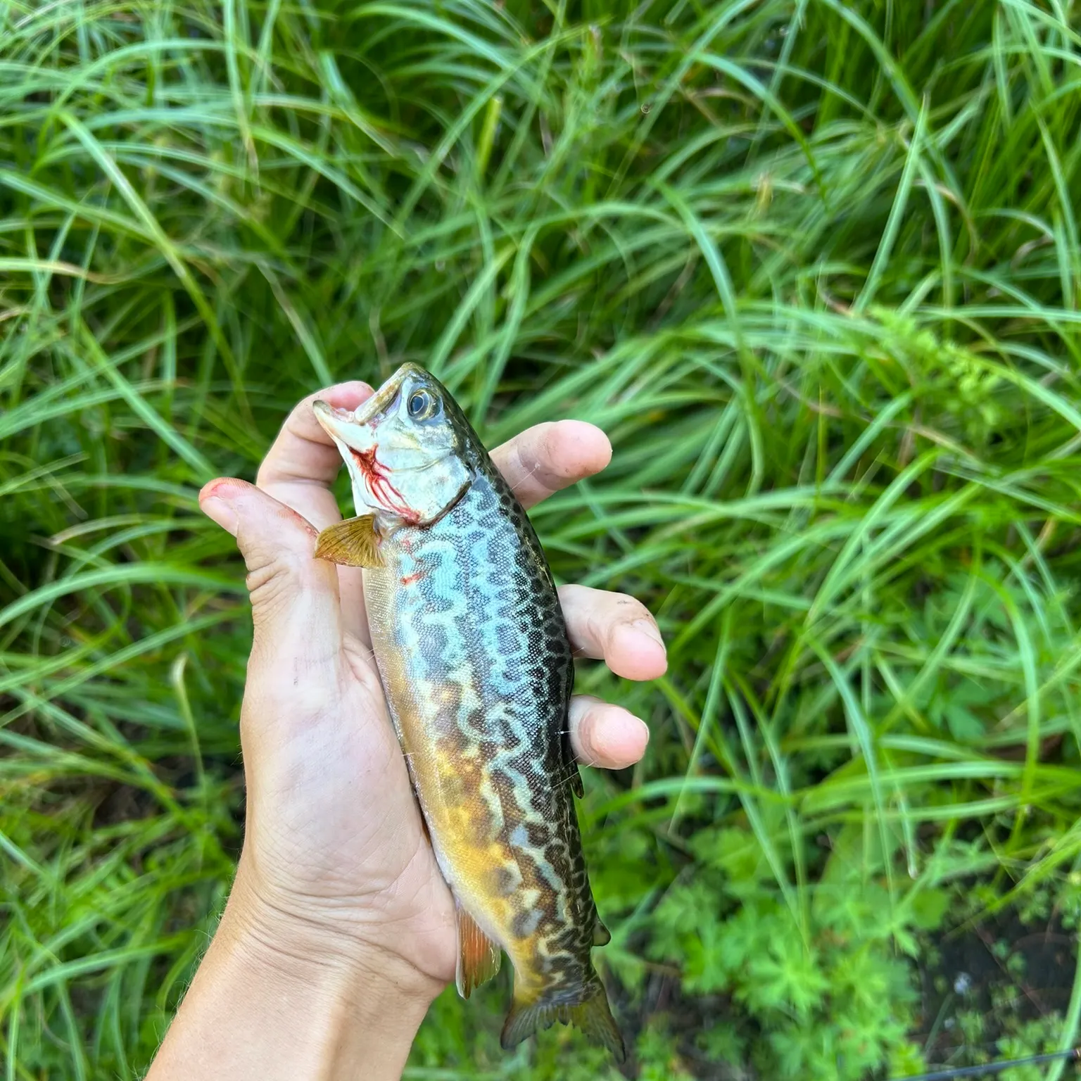 The most recent Tiger trout catches on Fishbrain
