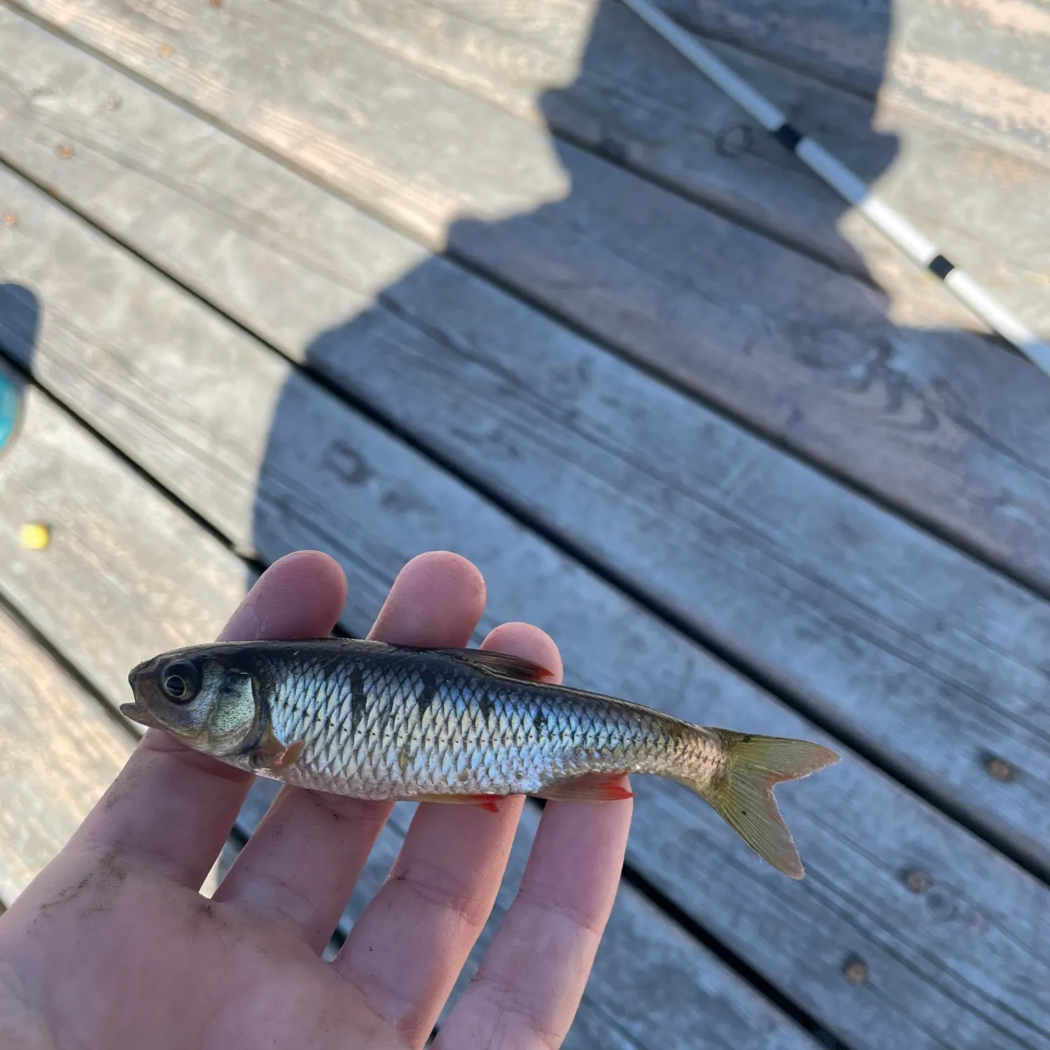 The most recent Shiner perch catches on Fishbrain