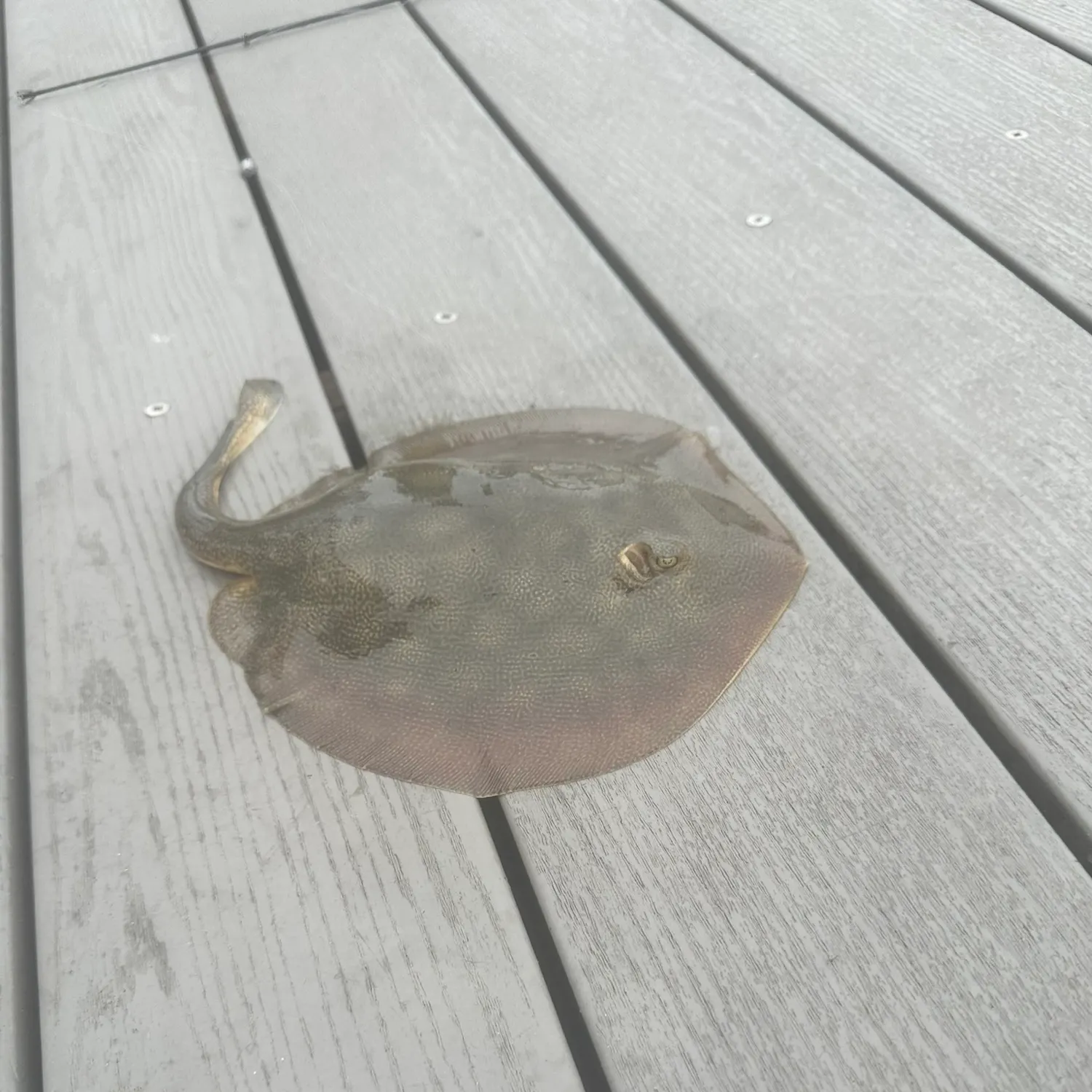 The most recent Sepia stingray catches on Fishbrain