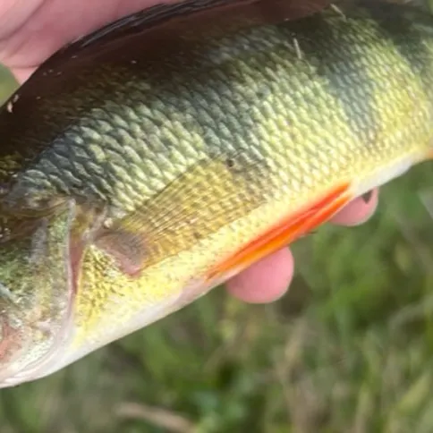 Yellow perch caught on Fishbrain