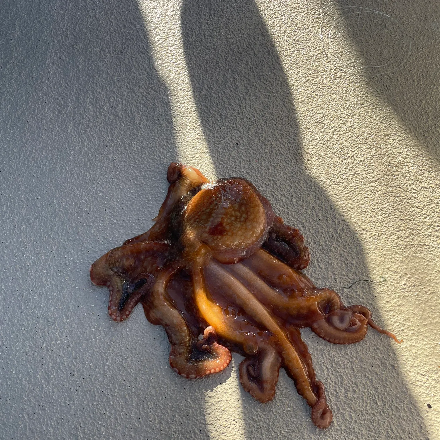 The most recent California two-spot octopus catches on Fishbrain