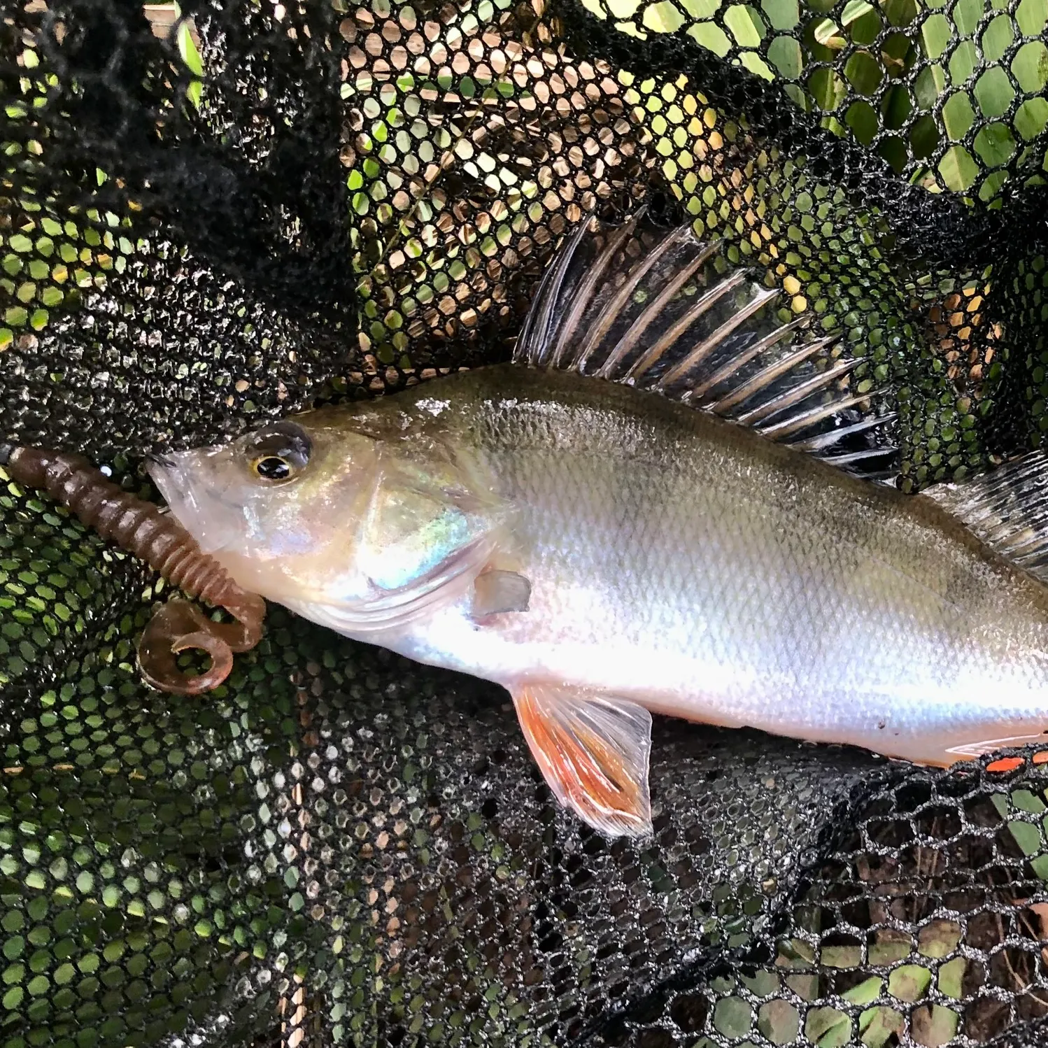 European perch caught on Fishbrain