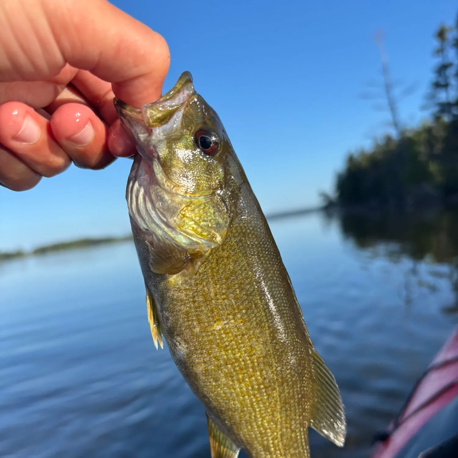 Smallmouth bass caught on Fishbrain