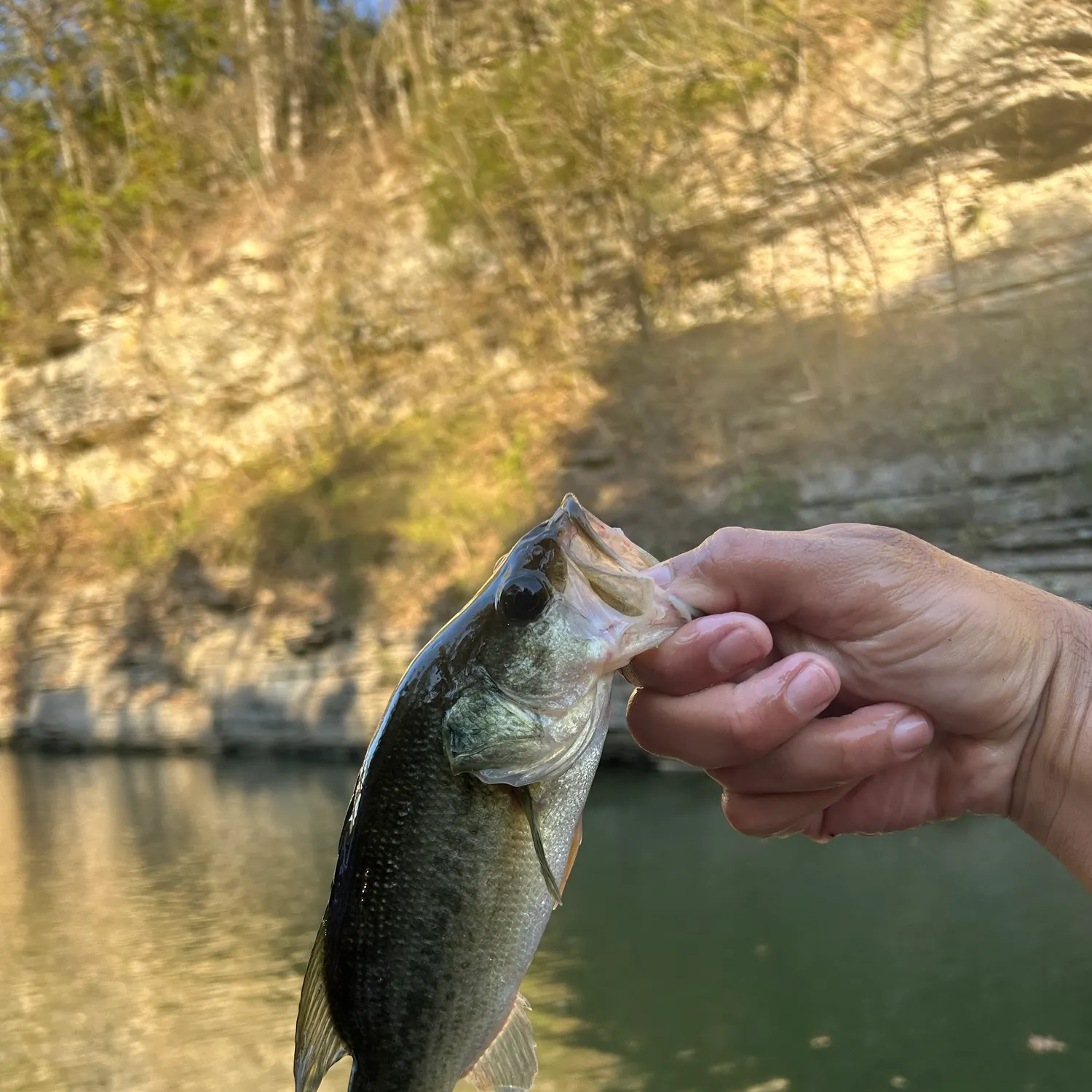 Largemouth bass caught on Fishbrain