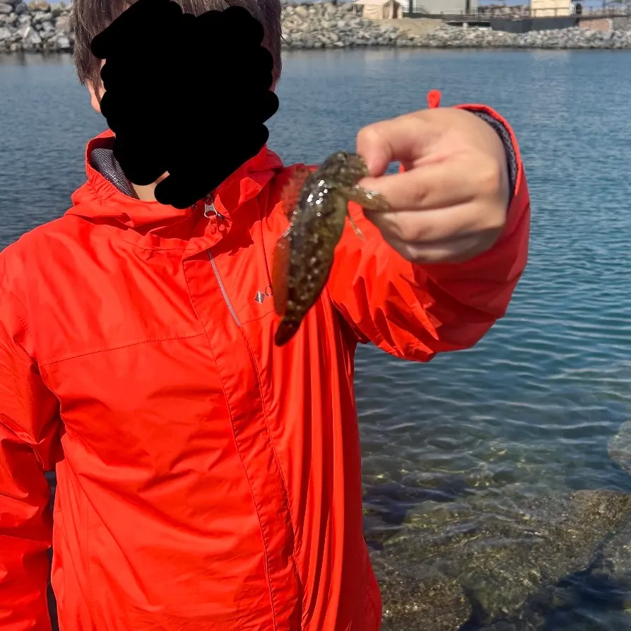 The most recent Largemouth blenny catches on Fishbrain