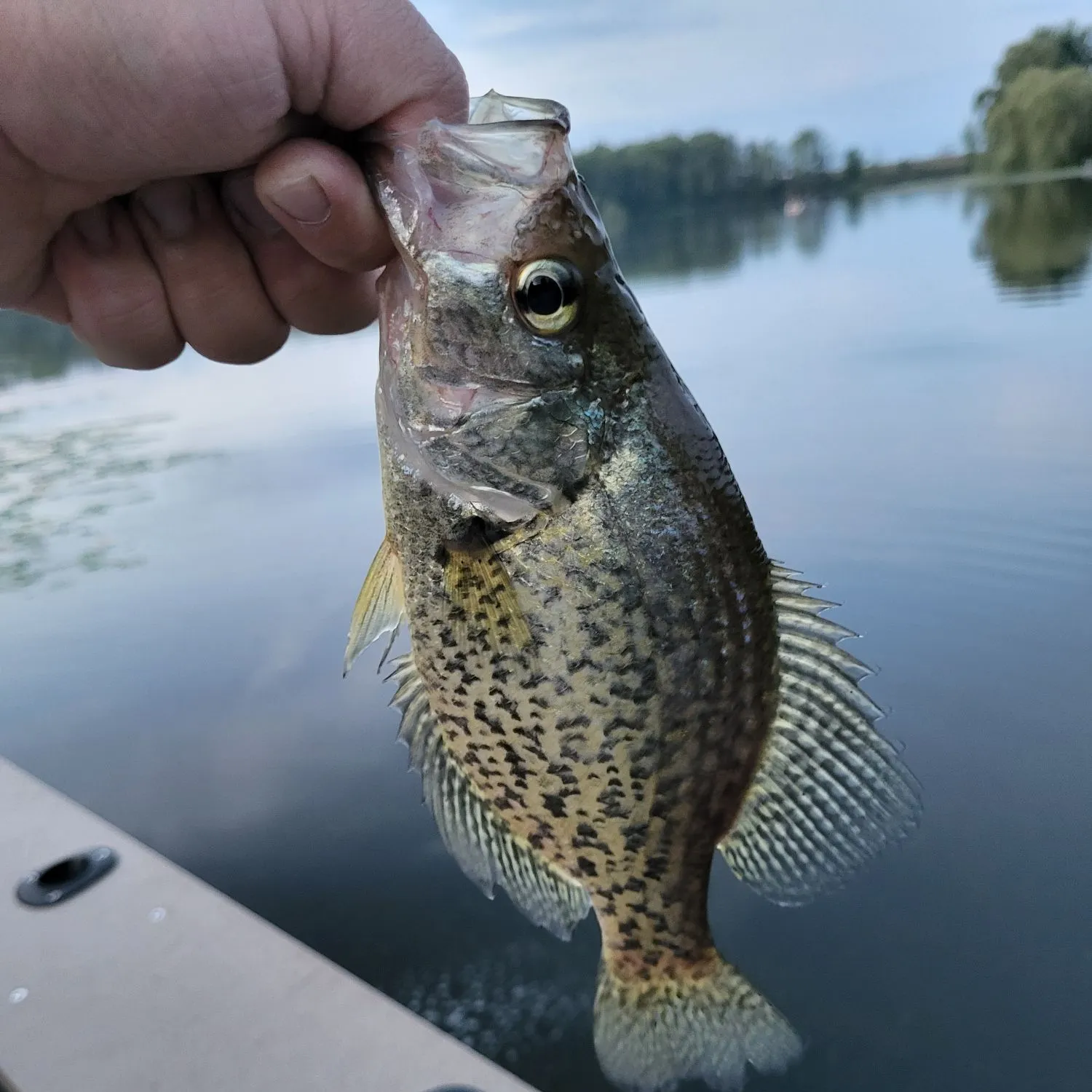 Black crappie caught on Fishbrain