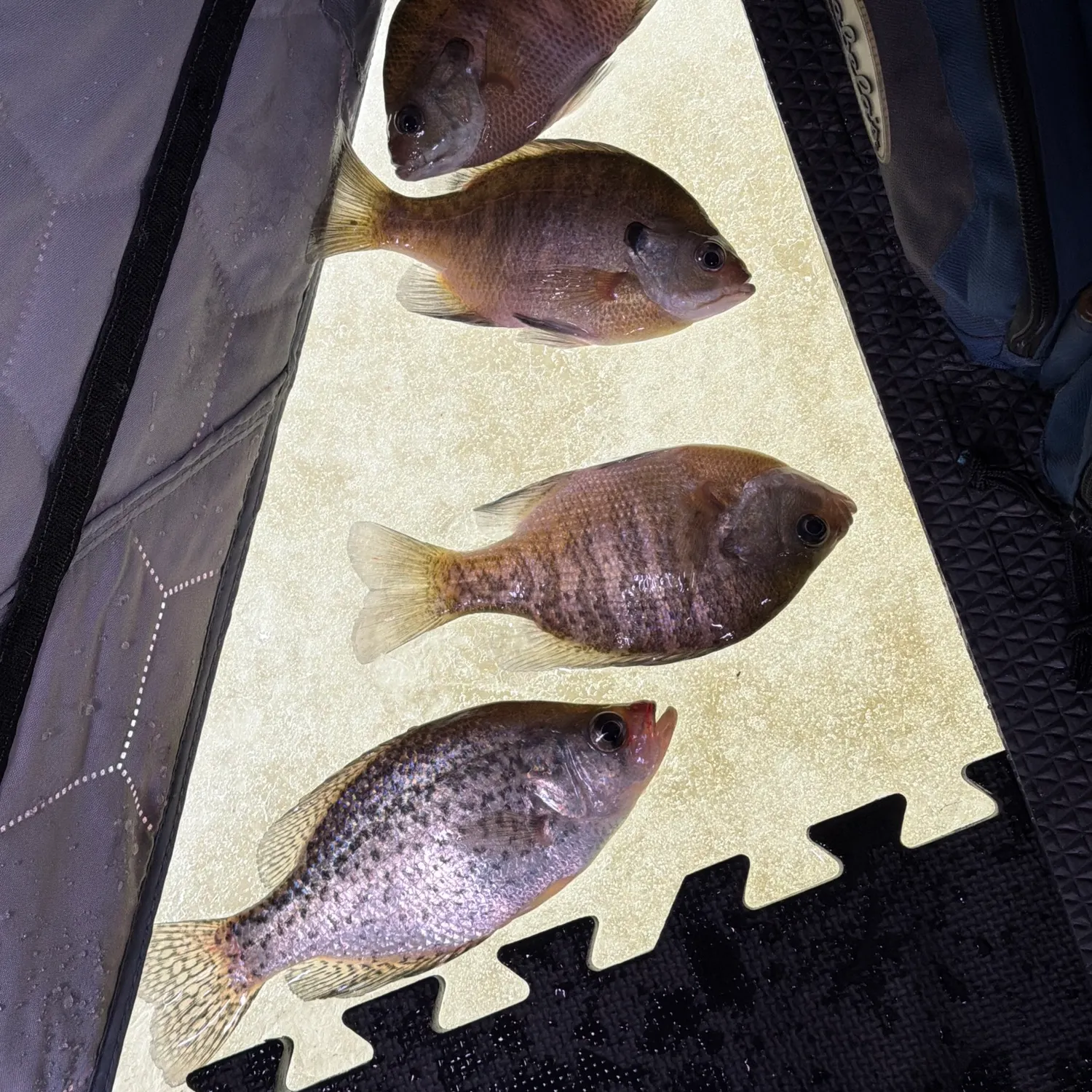 recently logged catches