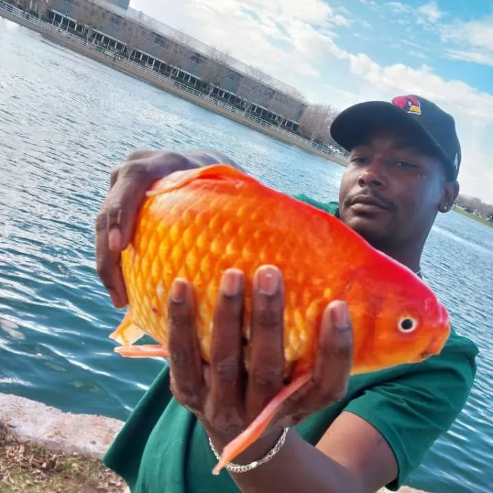 The most recent Goldfish catches on Fishbrain
