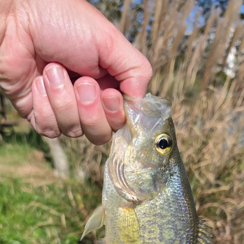 Black crappie caught on Fishbrain