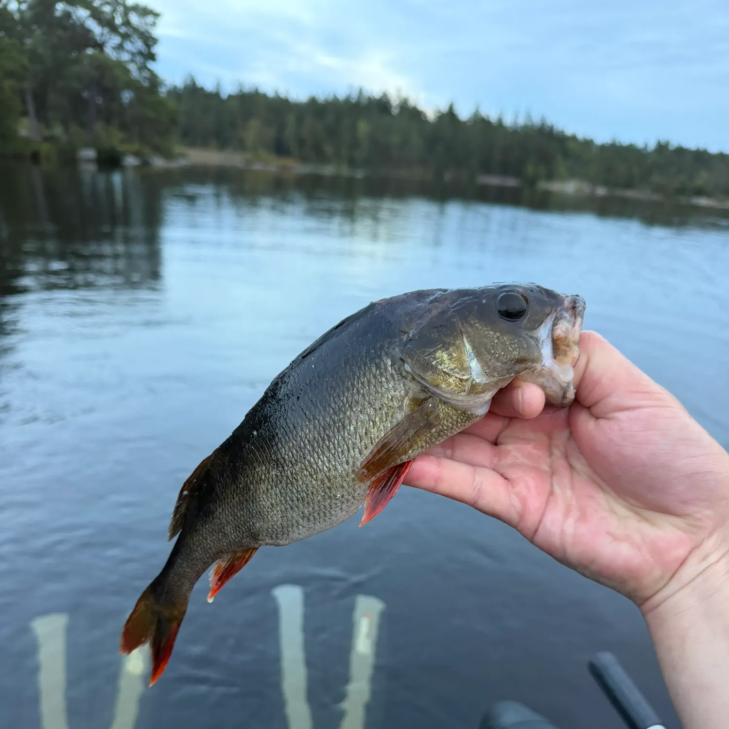 European perch caught on Fishbrain