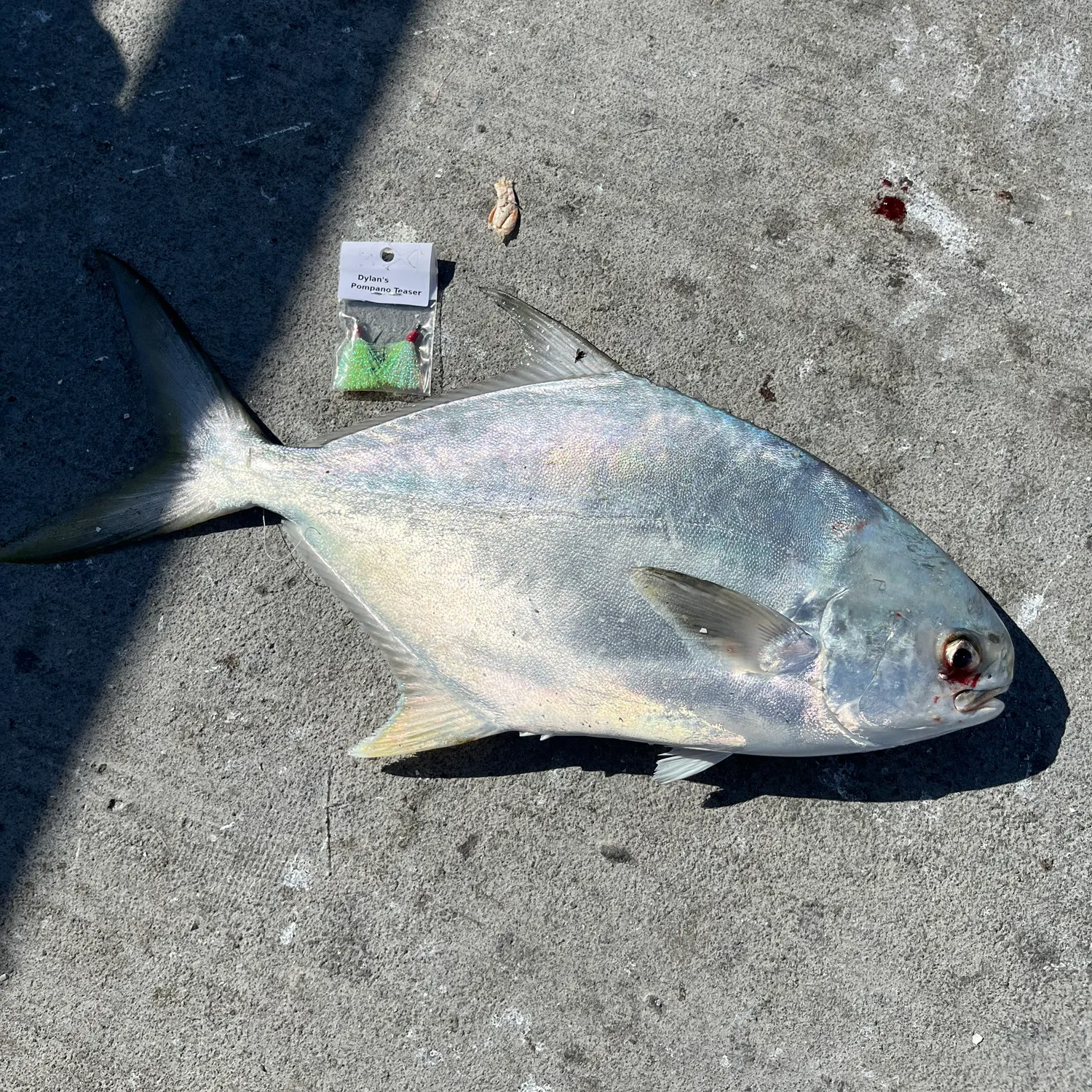 The most recent Florida pompano catches on Fishbrain
