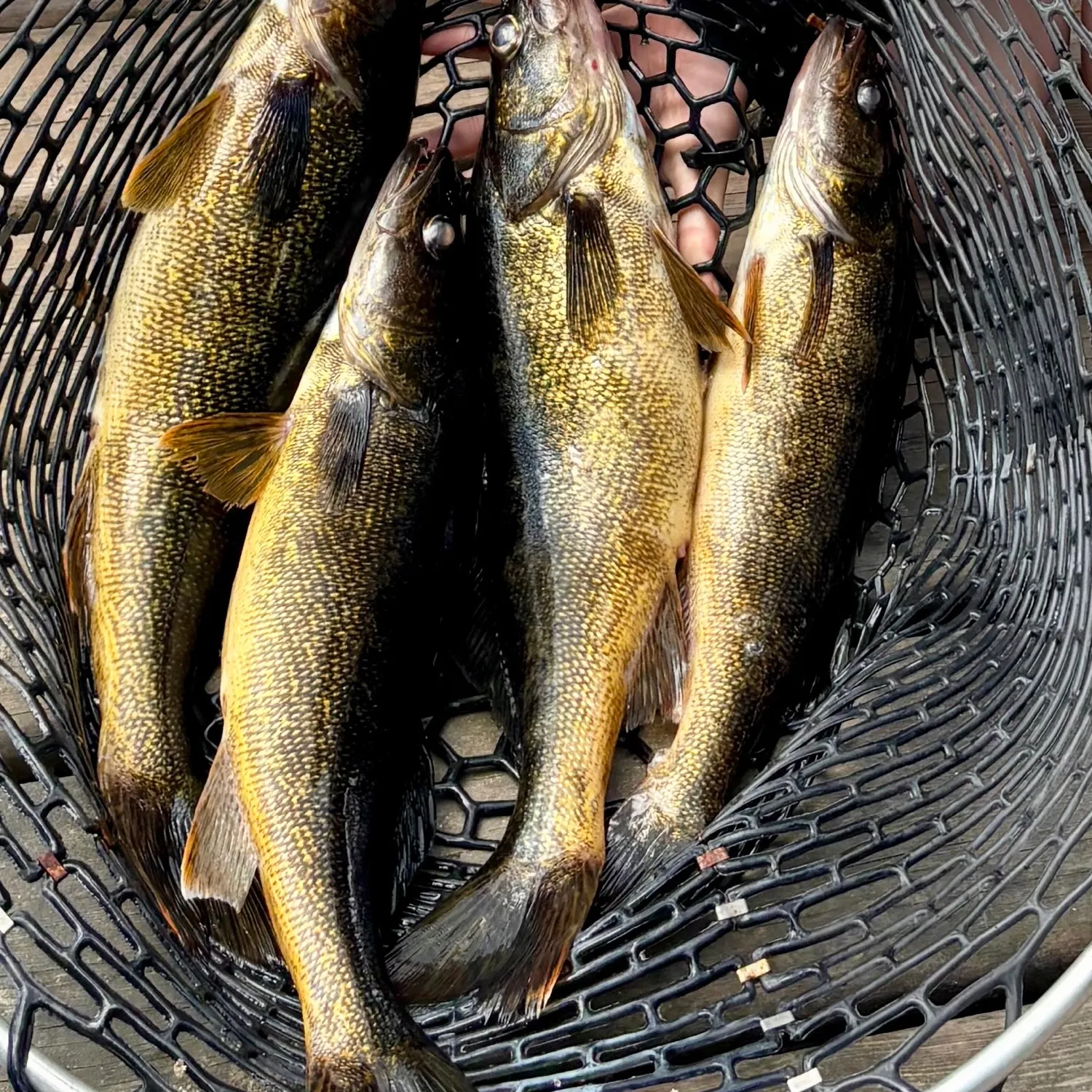 Walleye caught on Fishbrain