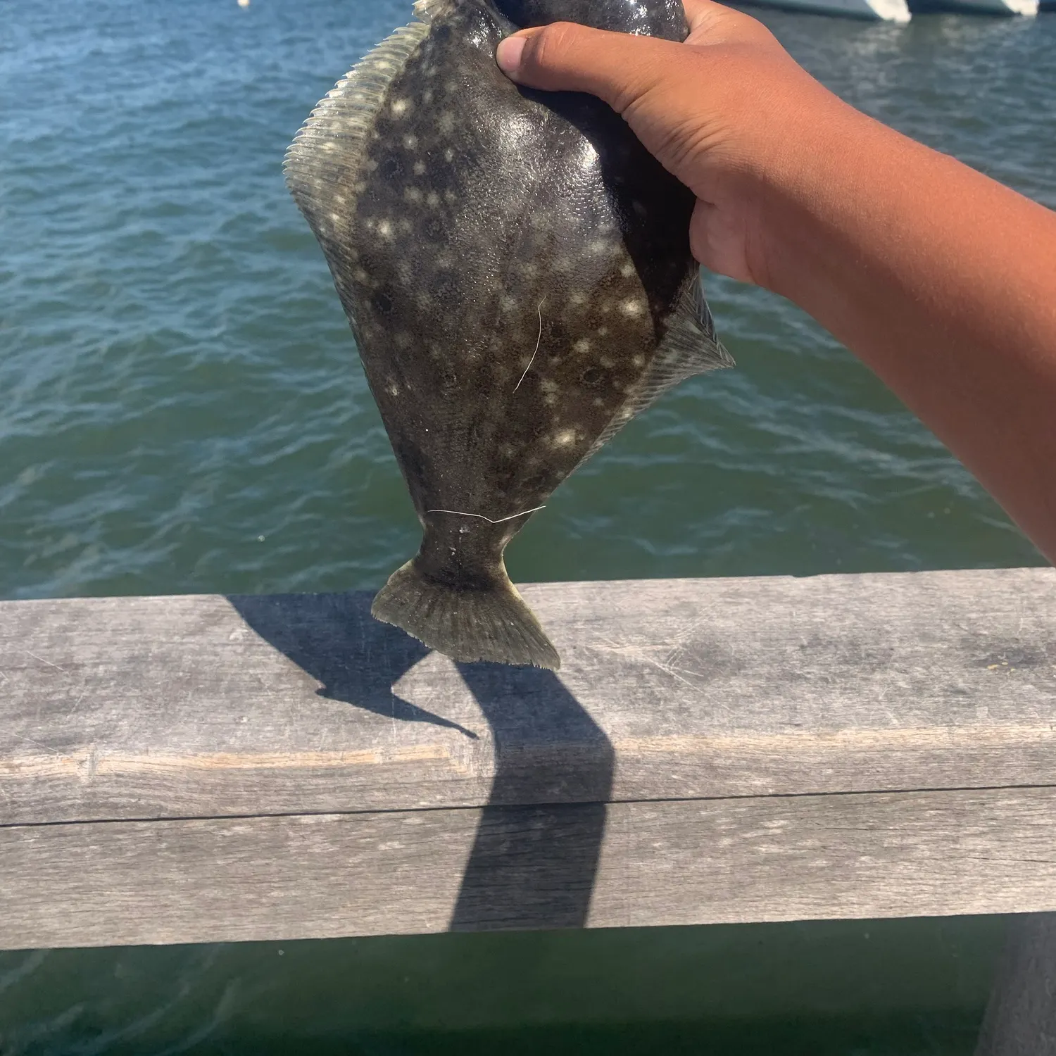 Summer flounder caught on Fishbrain
