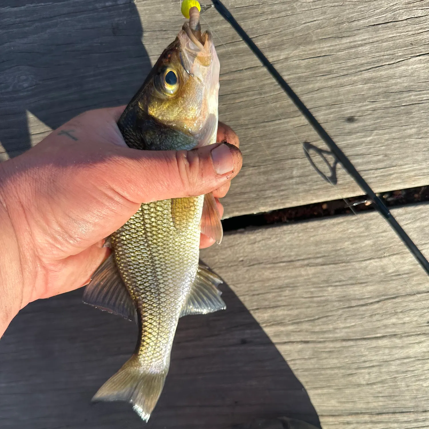 The most recent White perch catches on Fishbrain