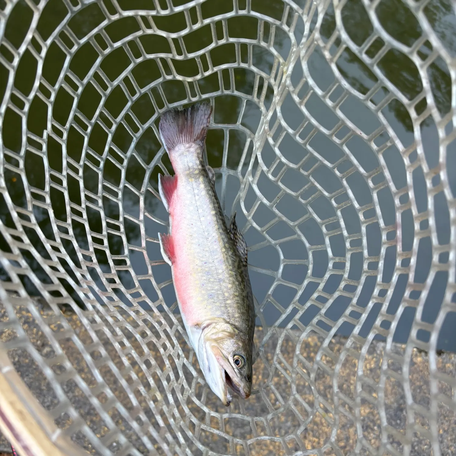 The most recent Brook trout catches on Fishbrain