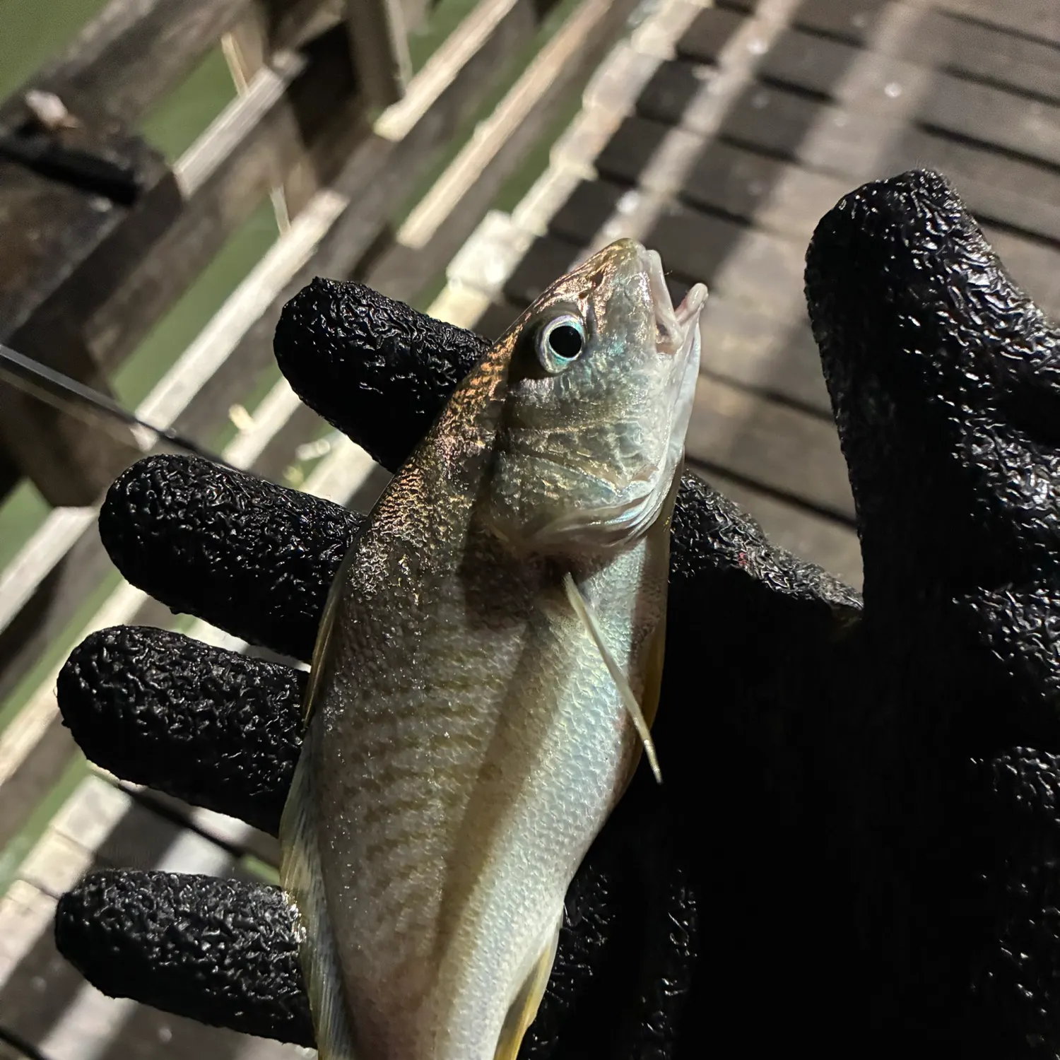 Atlantic croaker caught on Fishbrain