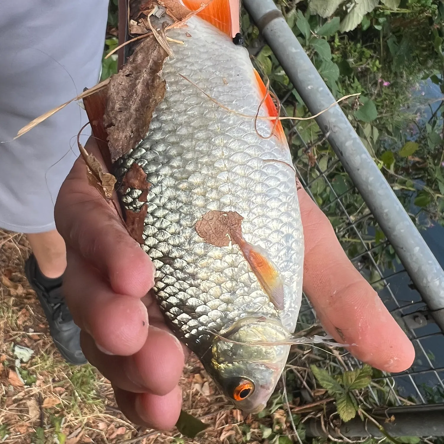 Common roach caught on Fishbrain