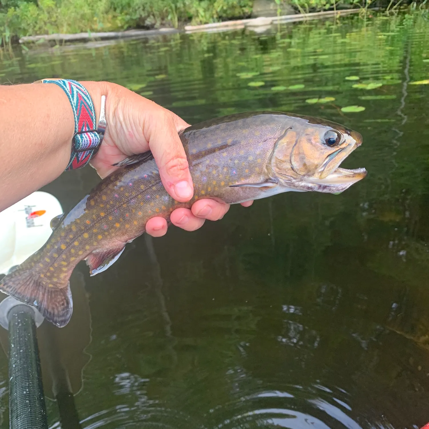 Brook trout caught on Fishbrain