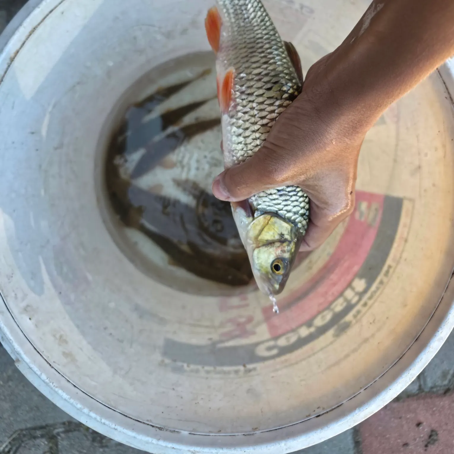 European chub caught on Fishbrain