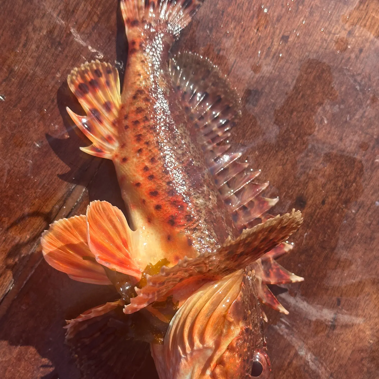 recently logged catches