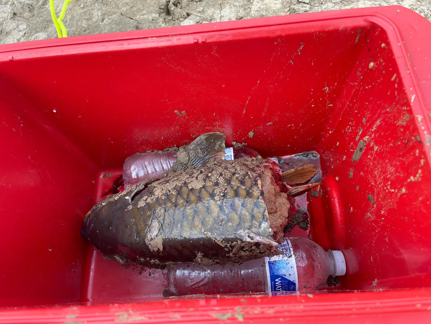 Carp cut bait