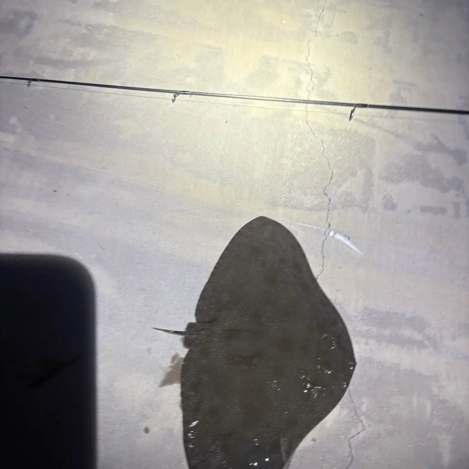 The most recent Spiny butterfly ray catches on Fishbrain