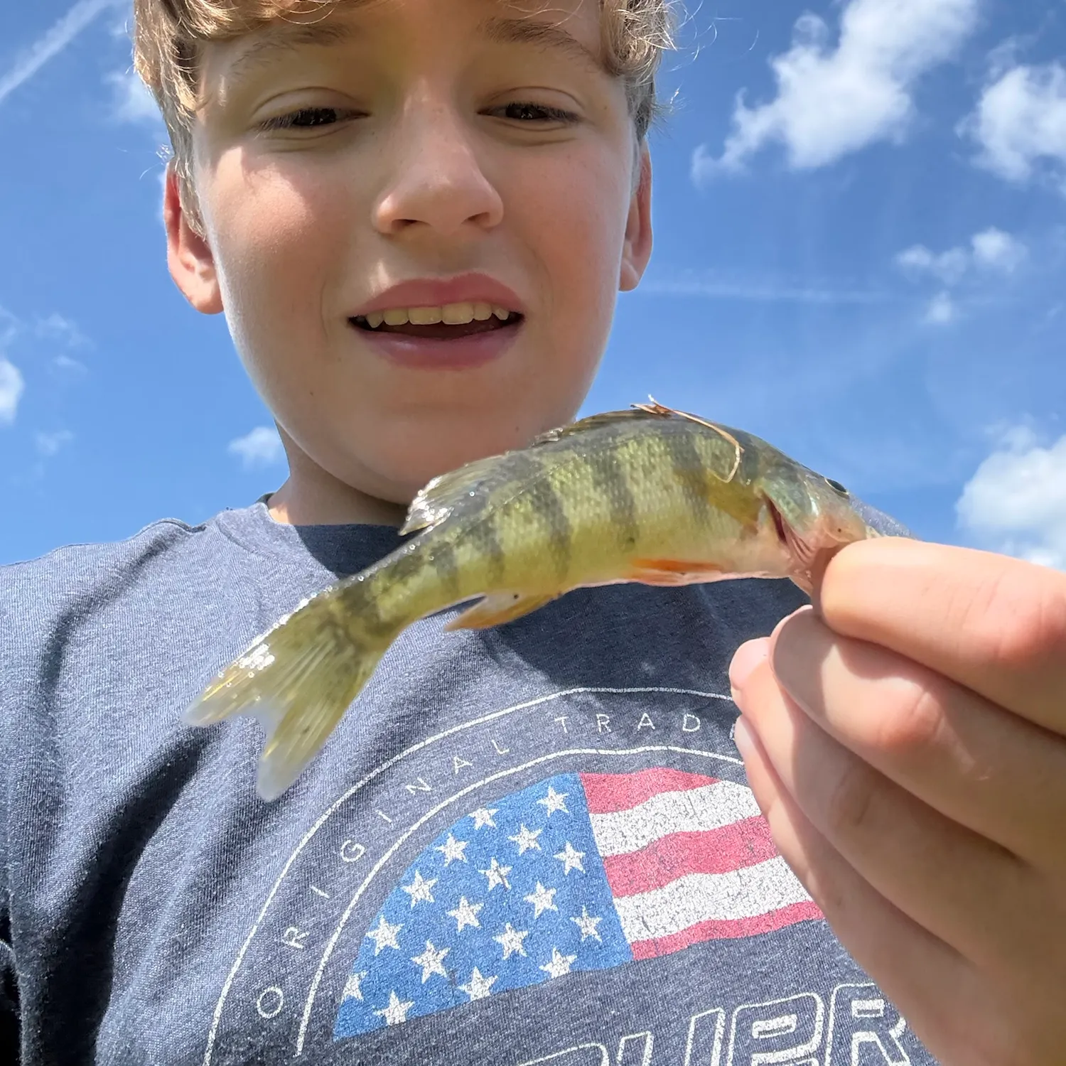 Yellow perch caught on Fishbrain