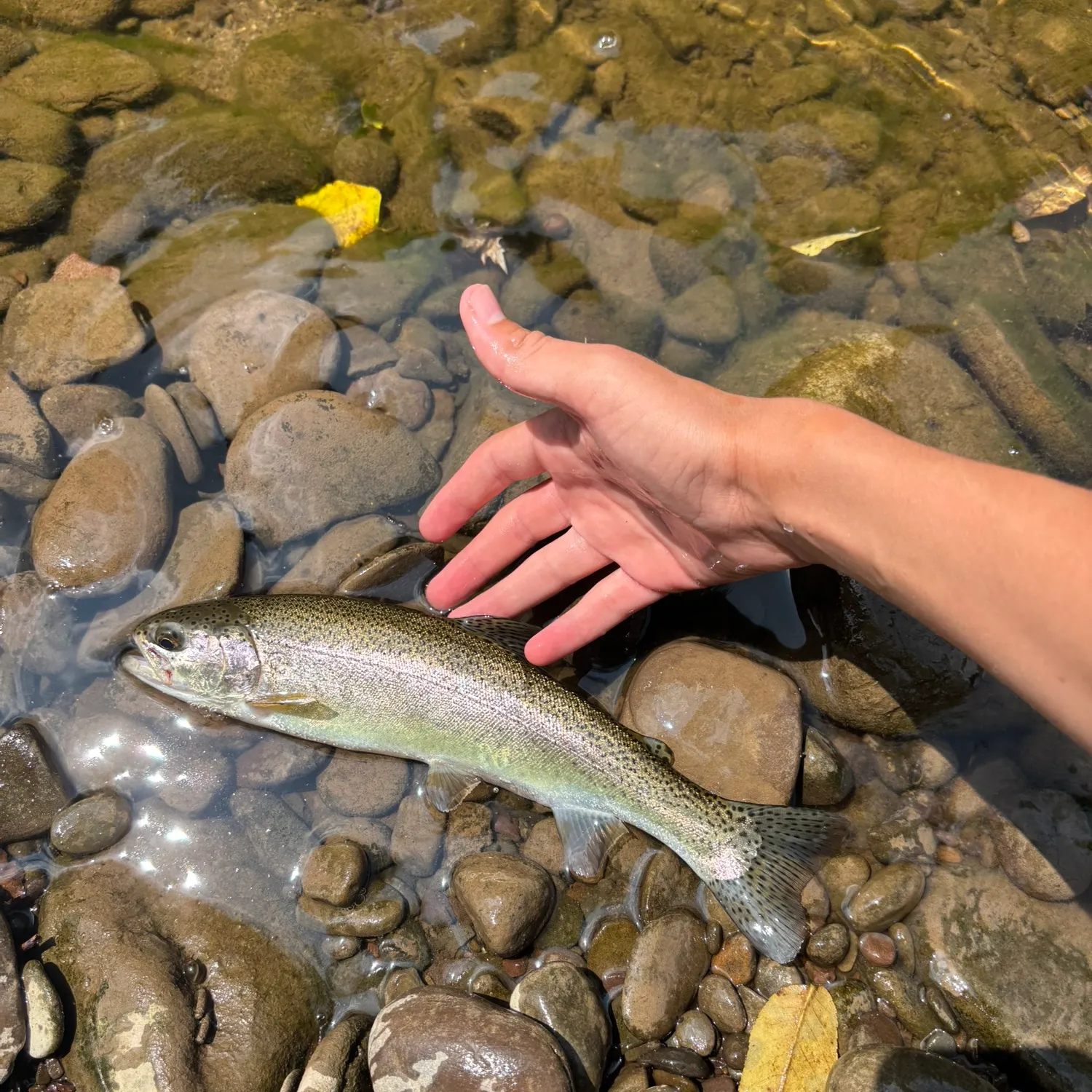 The most recent Rainbow trout catches on Fishbrain