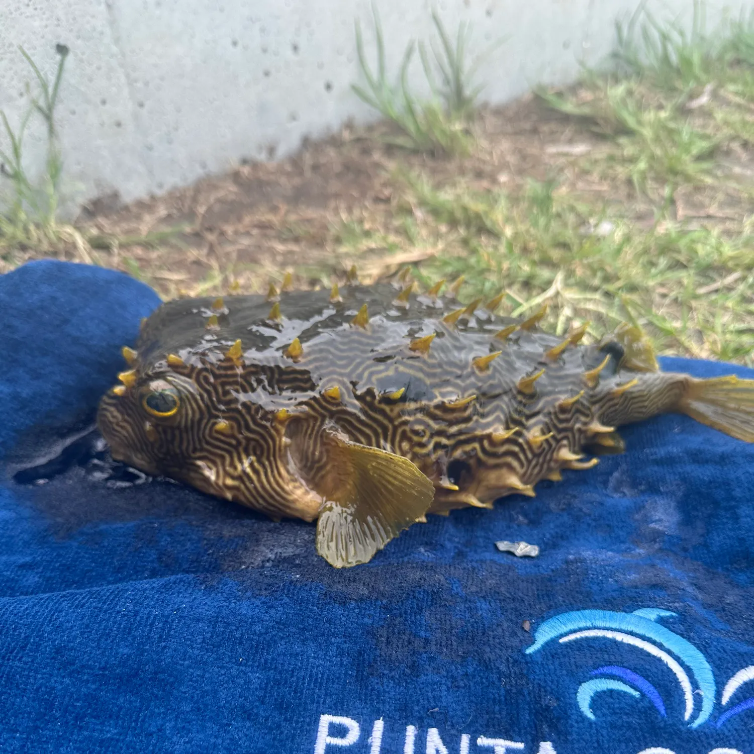 The most recent Striped burrfish catches on Fishbrain