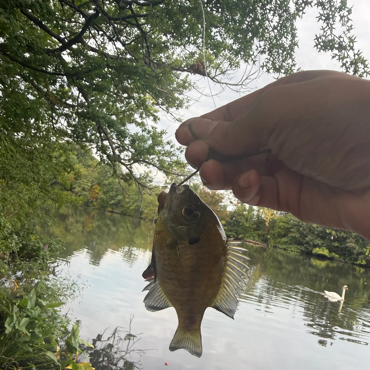Bluegill caught on Fishbrain