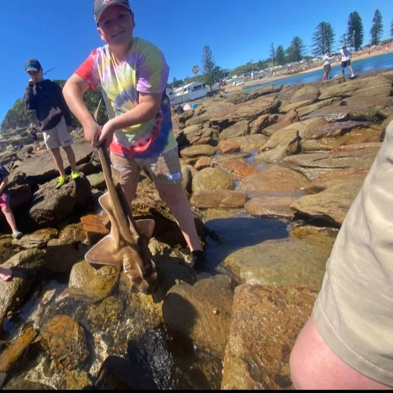 Port Jackson shark caught on Fishbrain