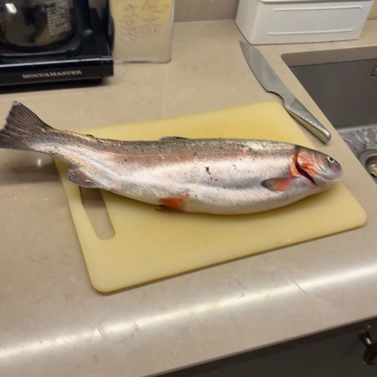 Rainbow trout caught on Fishbrain