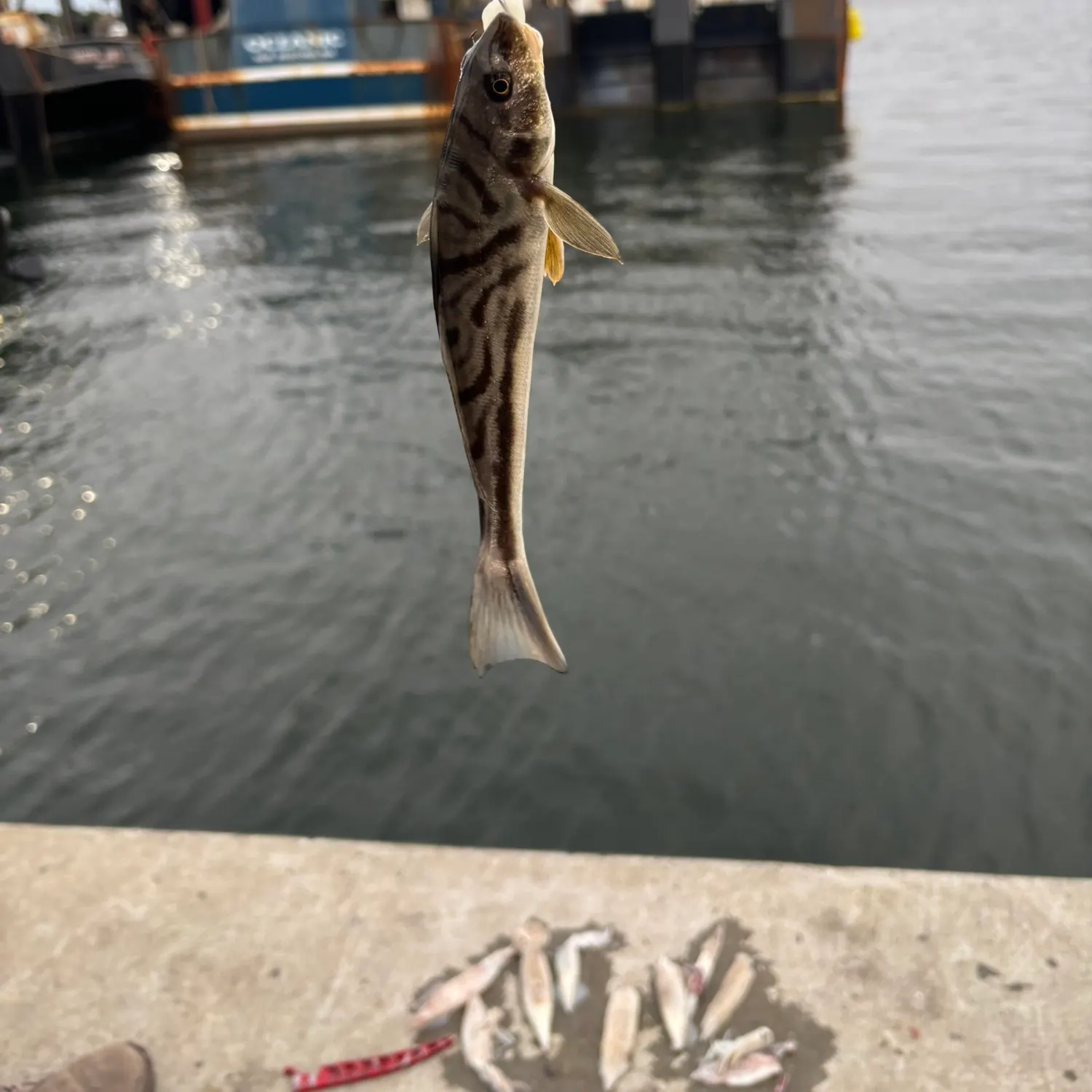 The most recent Northern kingcroaker catches on Fishbrain