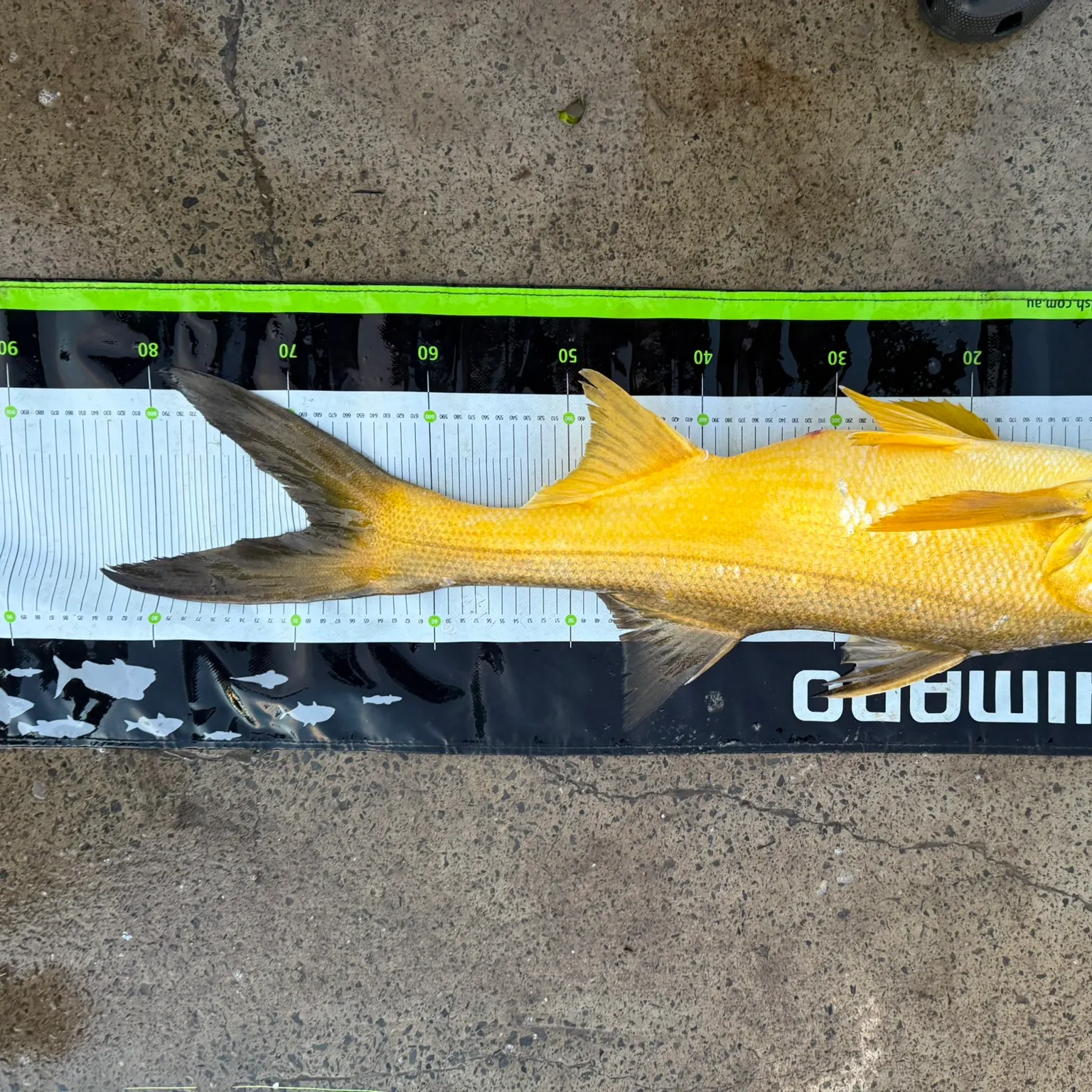 The most recent King threadfin catches on Fishbrain