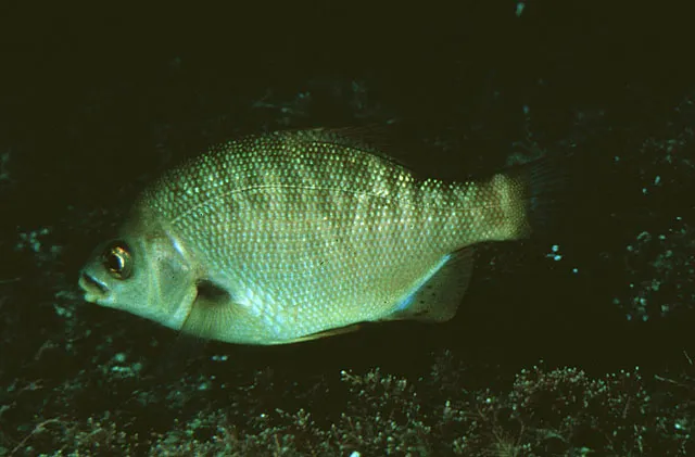 Black perch