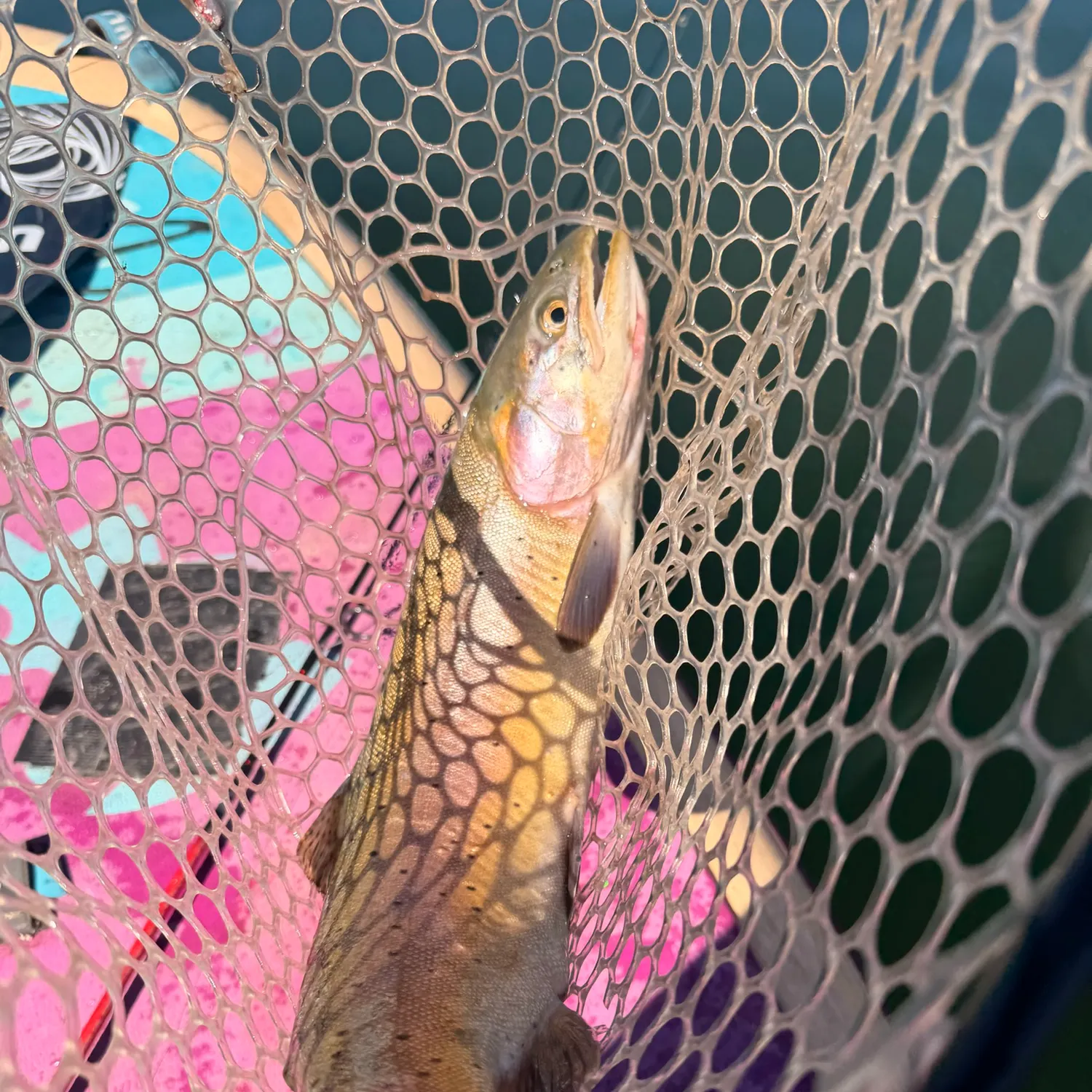 Lahontan cutthroat trout caught on Fishbrain