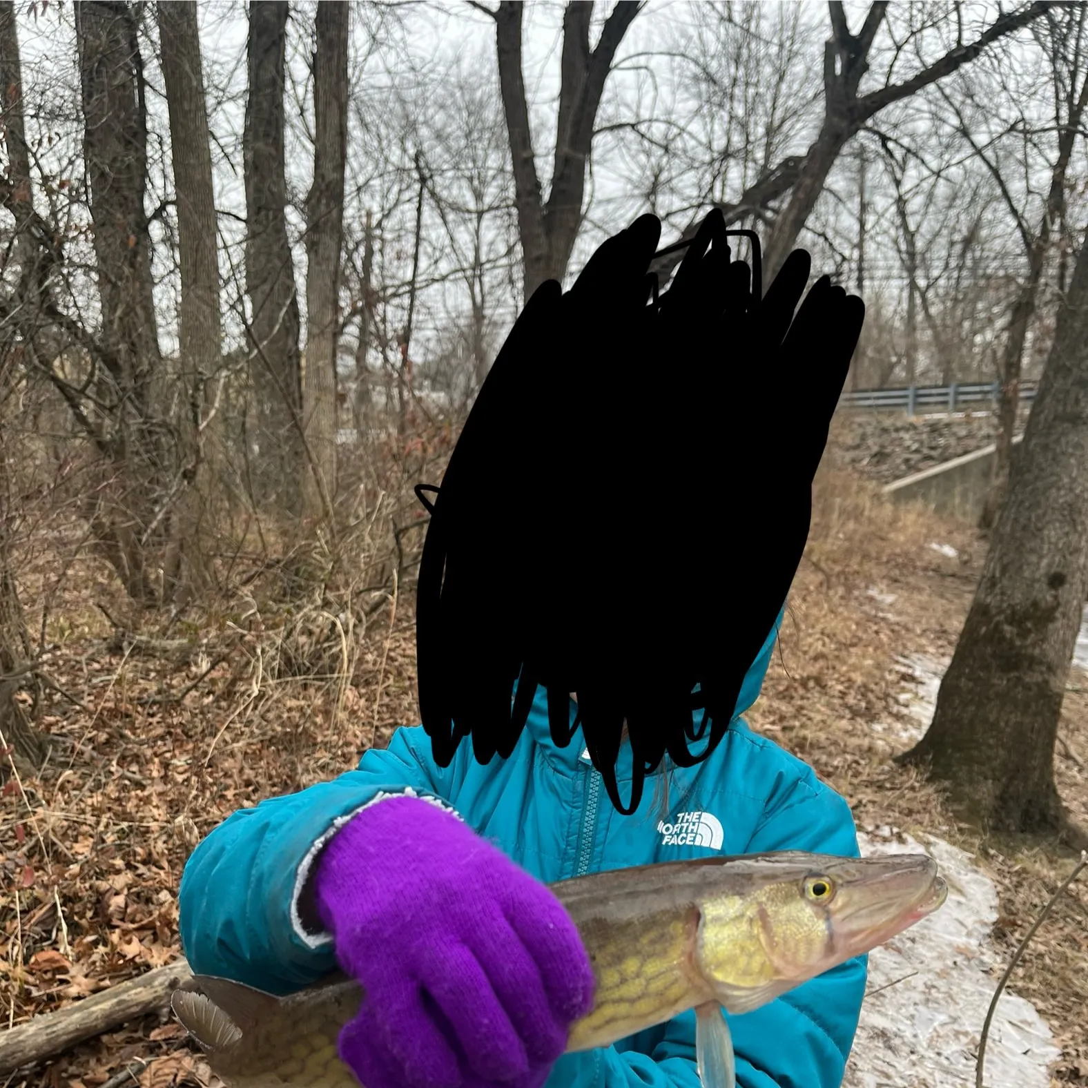 The most recent Chain pickerel catches on Fishbrain