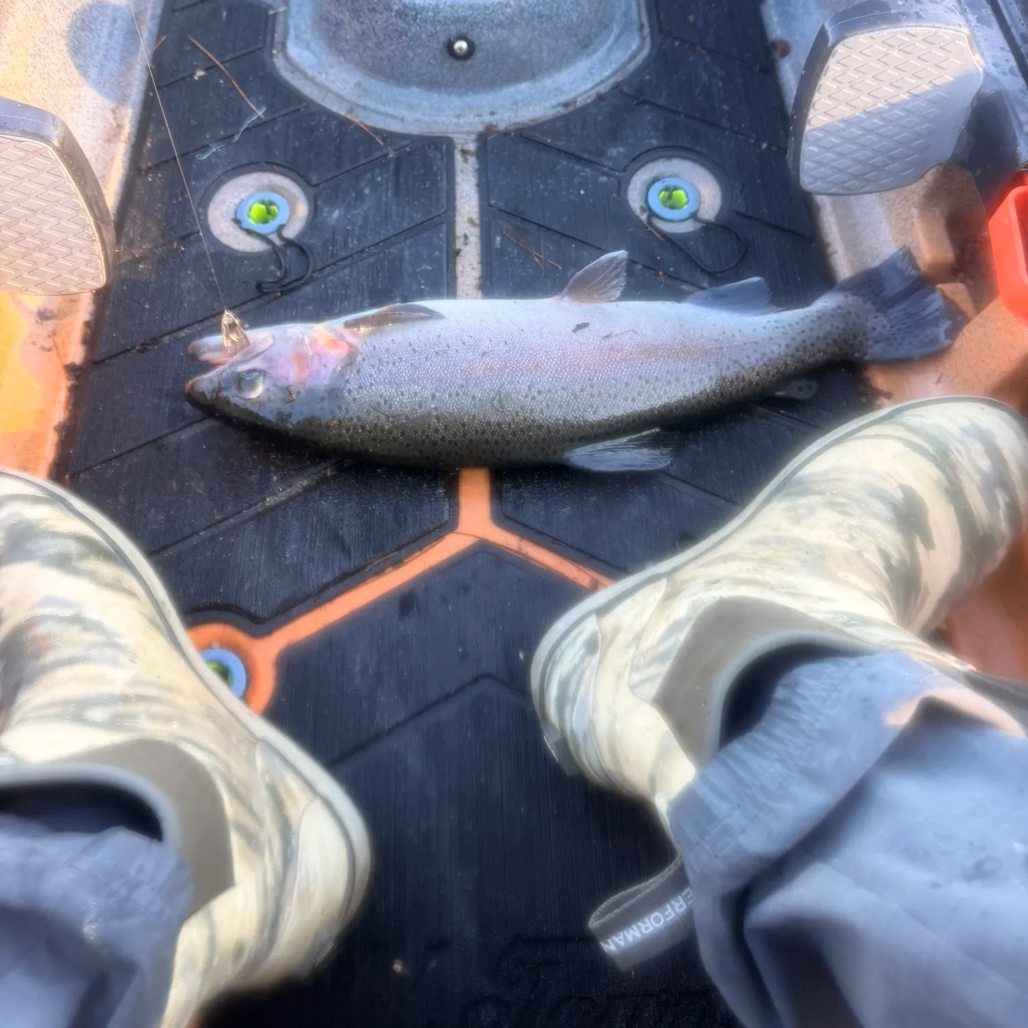 Rainbow trout caught on Fishbrain